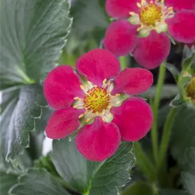 Erdbeere 'Fragoo® Toscana' Erdbeere 'Fragoo® Toscana'