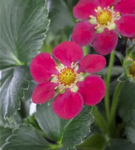 Erdbeere 'Fragoo® Toscana' Erdbeere 'Fragoo® Toscana'