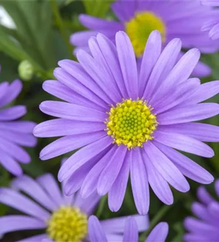 Brachyscome, blau Brachyscome, blau