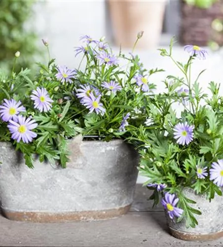 Brachyscome, lila Brachyscome, lila