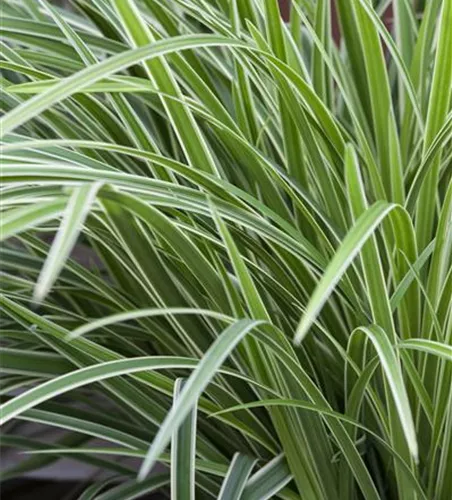 Carex morrowii 'Ice Dance' Carex morrowii 'Ice Dance'