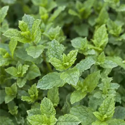 Cocktail-Minze 'Hugo'