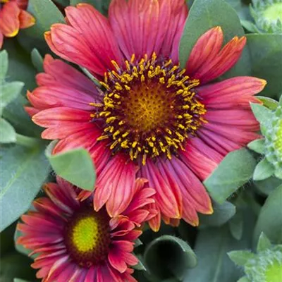 Gaillardia x grandiflor, rot Gaillardia x grandiflor, rot
