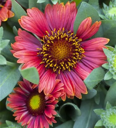 Gaillardia x grandiflor, rot Gaillardia x grandiflor, rot