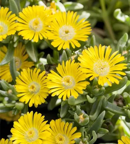 Mittagsblume Wheels of Wonder® 'Golden Wonder' Mittagsblume Wheels of Wonder® 'Golden Wonder'