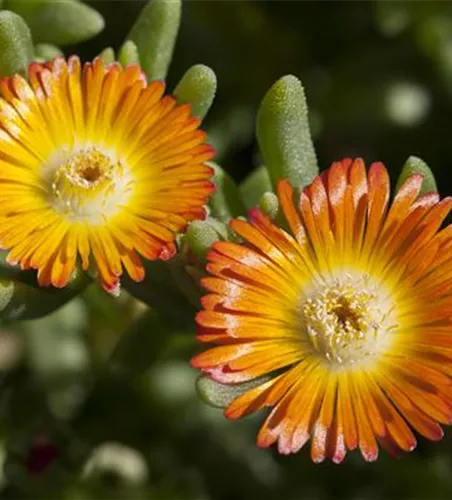 Mittagsblume 'Wheels of Wonder'® Orange Wonder Mittagsblume 'Wheels of Wonder'® Orange Wonder