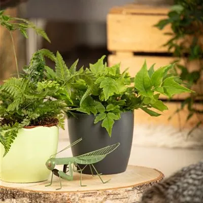 Mond-Sichelfarn Mond-Sichelfarn