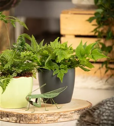 Mond-Sichelfarn Mond-Sichelfarn