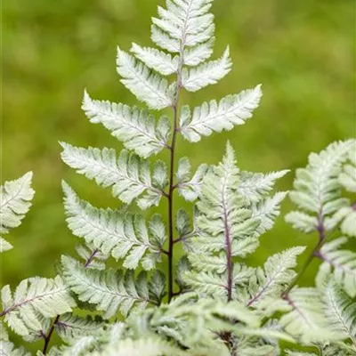 Japanischer Regenbogenfarn Japanischer Regenbogenfarn