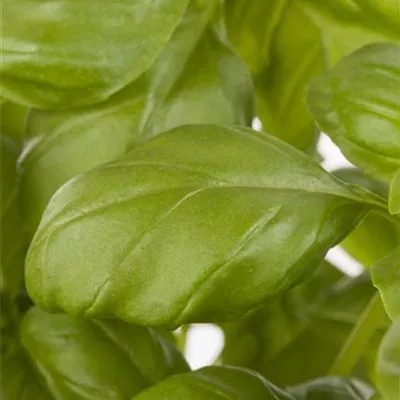 Garten-Basilikum 'Genoveser Basilikum'