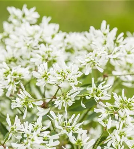Euphorbia 'Diamond Frost` Euphorbia 'Diamond Frost`