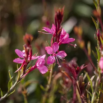 Gaura lindheimeri, pink Gaura lindheimeri, pink