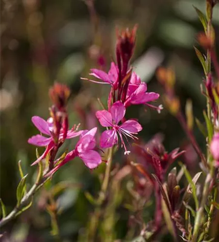 Gaura lindheimeri, pink Gaura lindheimeri, pink