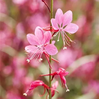 Gaura lindheimeri, rosa Gaura lindheimeri, rosa