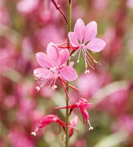 Gaura lindheimeri, rosa Gaura lindheimeri, rosa