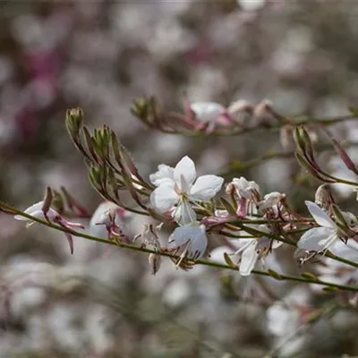 Gaura lindheimeri, weiß Gaura lindheimeri, weiß
