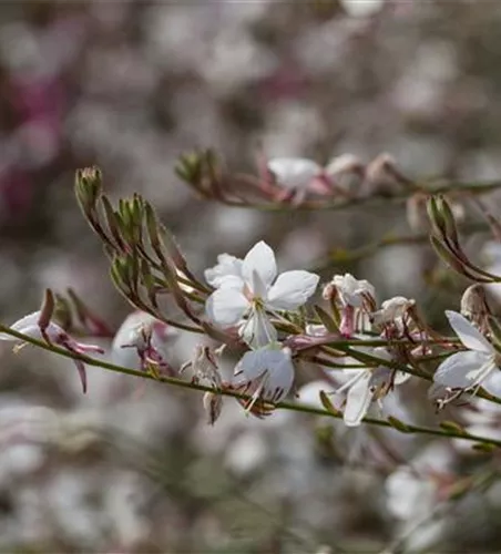 Gaura lindheimeri, weiß Gaura lindheimeri, weiß