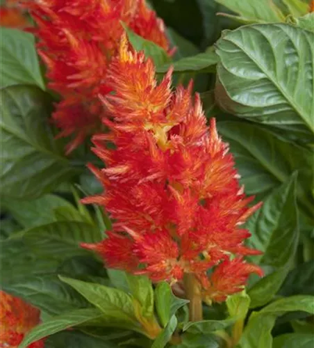 Federbusch 'Fire Red'