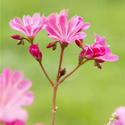 Lewisia cotyledon, pink Lewisia cotyledon, pink