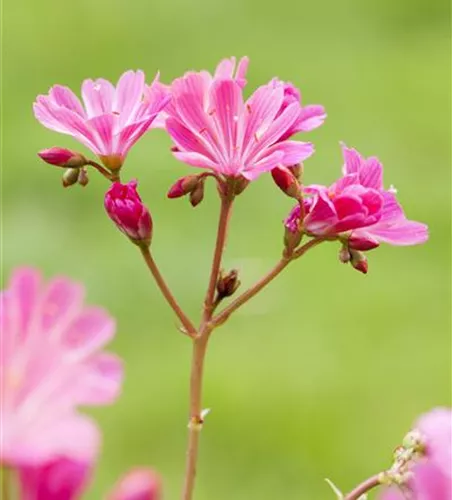 Lewisia cotyledon, pink Lewisia cotyledon, pink