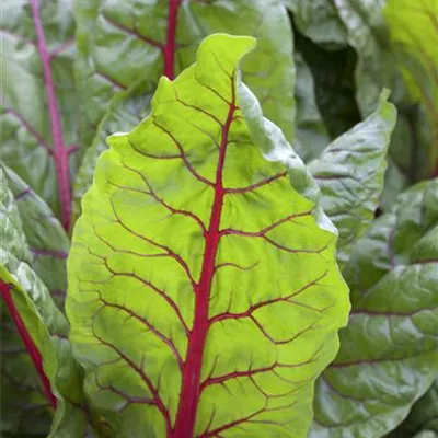 Mangold 'Bright Lights'  Mangold 'Bright Lights'