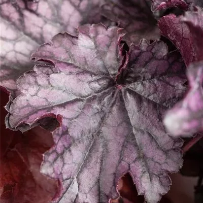 Heuchera 'Milan' Heuchera 'Milan'