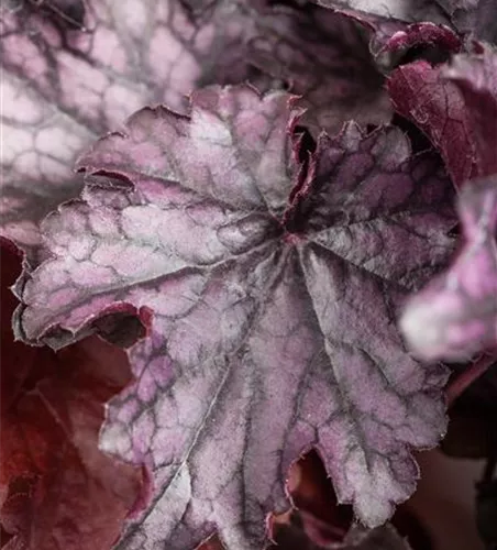 Heuchera 'Milan' Heuchera 'Milan'