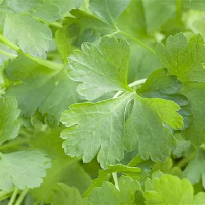 Glatte Petersilie 'Gigante di Napoli'