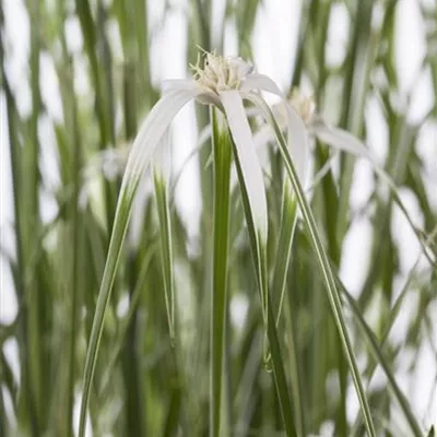 Sternentänzergras Sternentänzergras