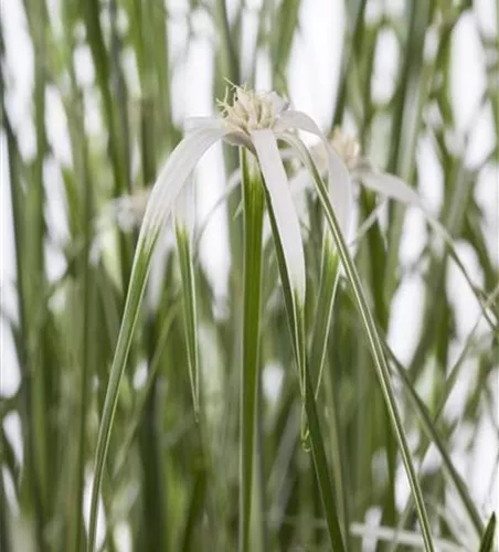 Sternentänzergras Sternentänzergras