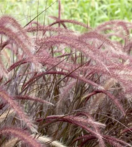 Pennisetum setaceum 'Rubrum'