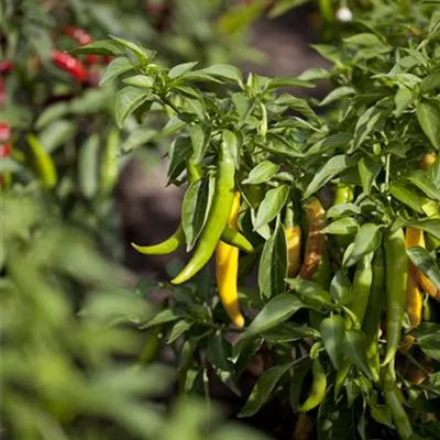 Peperoni 'Fireflame' Peperoni 'Fireflame'