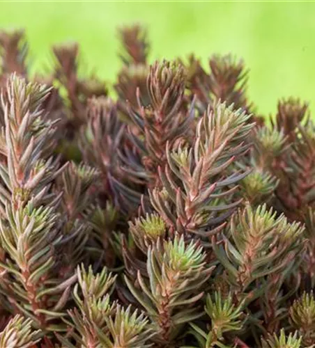 Sedum reflexum 'Chocolate Ball' Sedum reflexum 'Chocolate Ball'