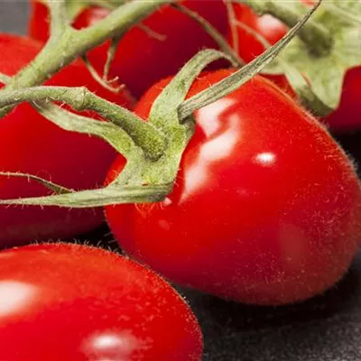 Pflaumen-Cherry-Tomate 'Dasher' (Mirado Red) Pflaumen-Cherry-Tomate 'Dasher' (Mirado Red)