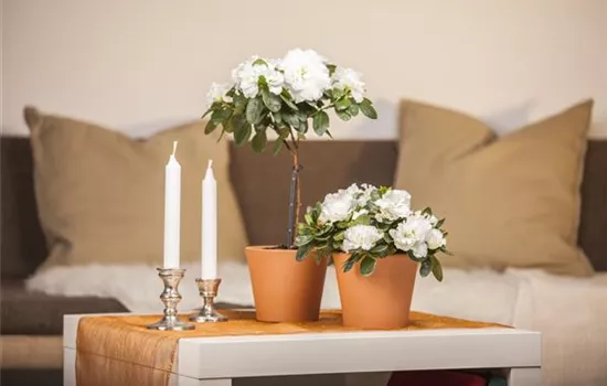 Eine Azalee im Zimmer verschönert die Winterzeit Eine Azalee im Zimmer verschönert die Winterzeit