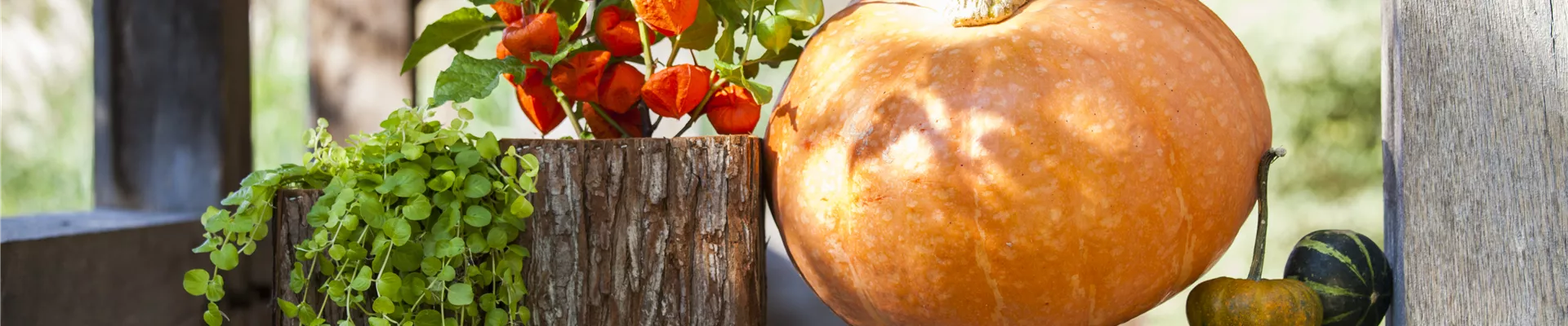 Cucurbita maxima Cucurbita maxima