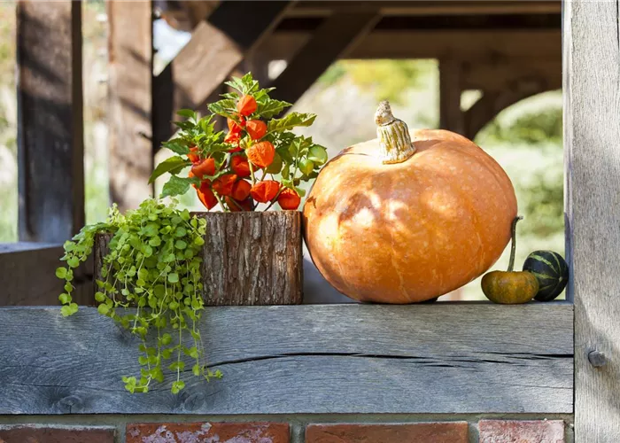 Der schöne Balkonkasten im Herbst: es muss nicht immer grau in grau sein! Der schöne Balkonkasten im Herbst: es muss nicht immer grau in grau sein!