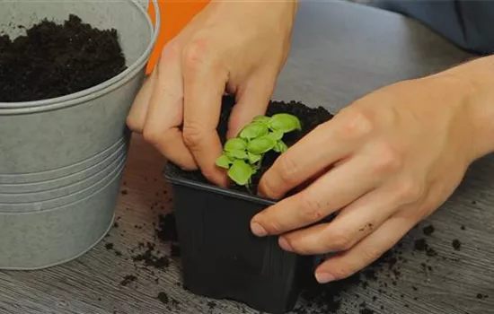 Basilikum - Umtopfen der Anzucht Basilikum - Umtopfen der Anzucht