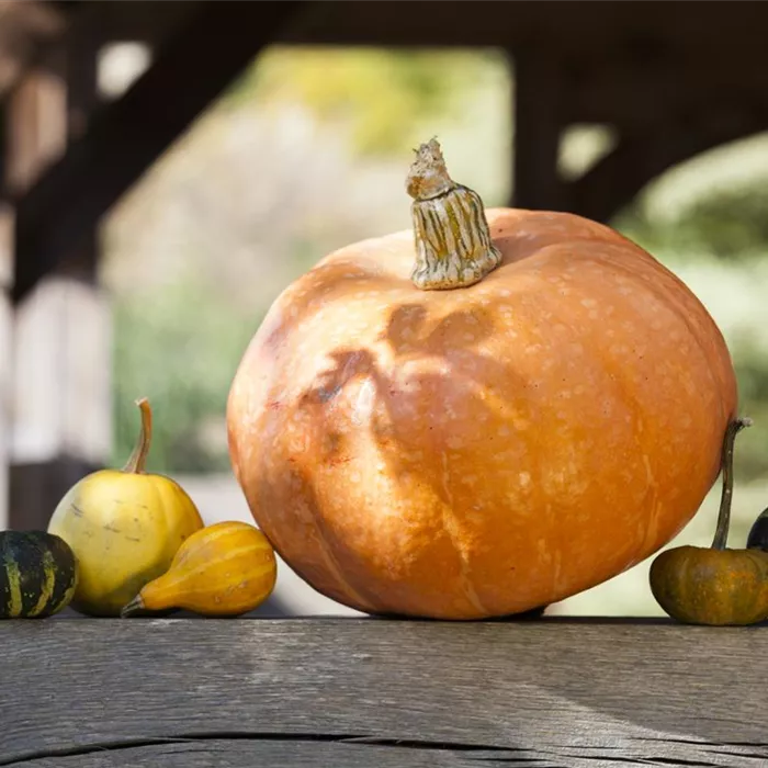 Kürbisernte Kürbisernte