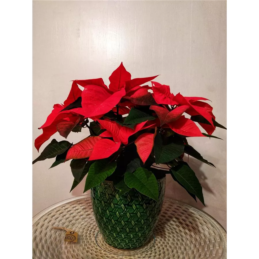 Schöne Rote Weihnachtsstern Pflanze Topf Traditionelle